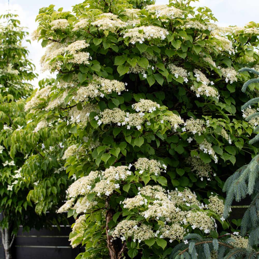 Hortensia petiolaris